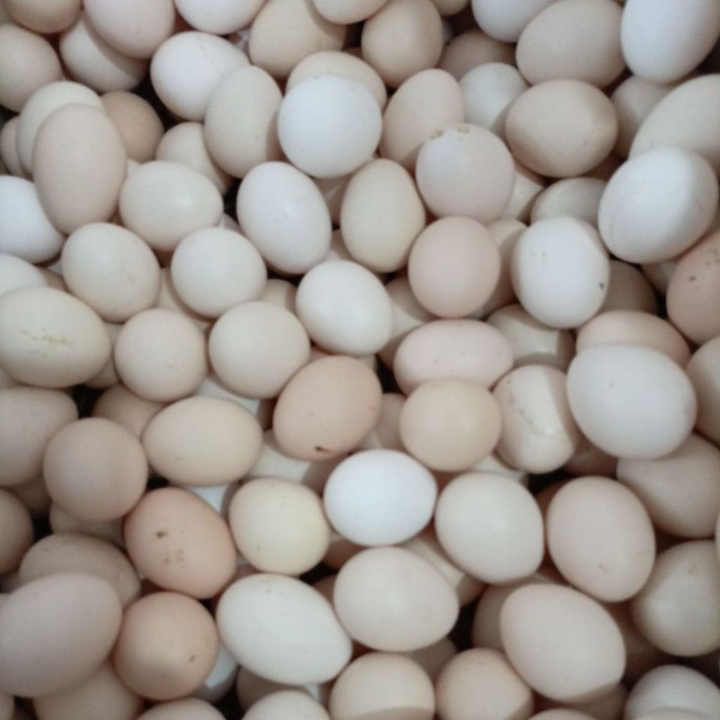 

Telur Kampung Omega 3