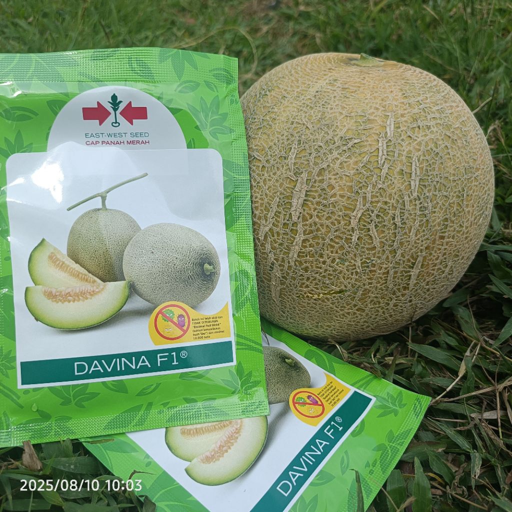 Benih Melon DAVINA F1 500 biji – Cap Panah Merah Melon Hibrida Daging Tebal & Manis