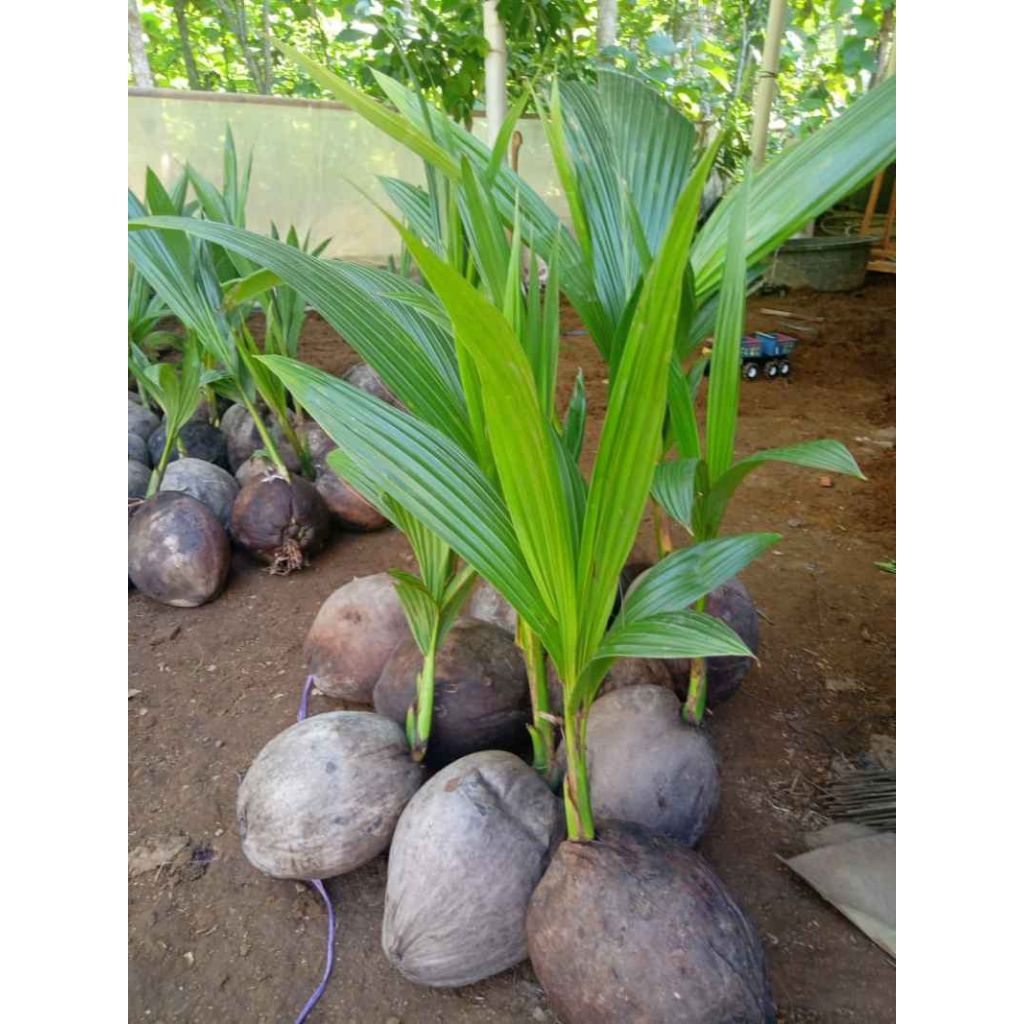 

kelapa hibrida perbiji