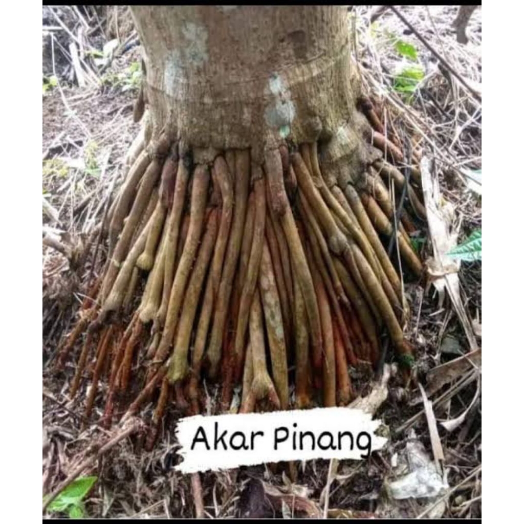 

Akar pinang muda segar untuk pria perkasa 1kg