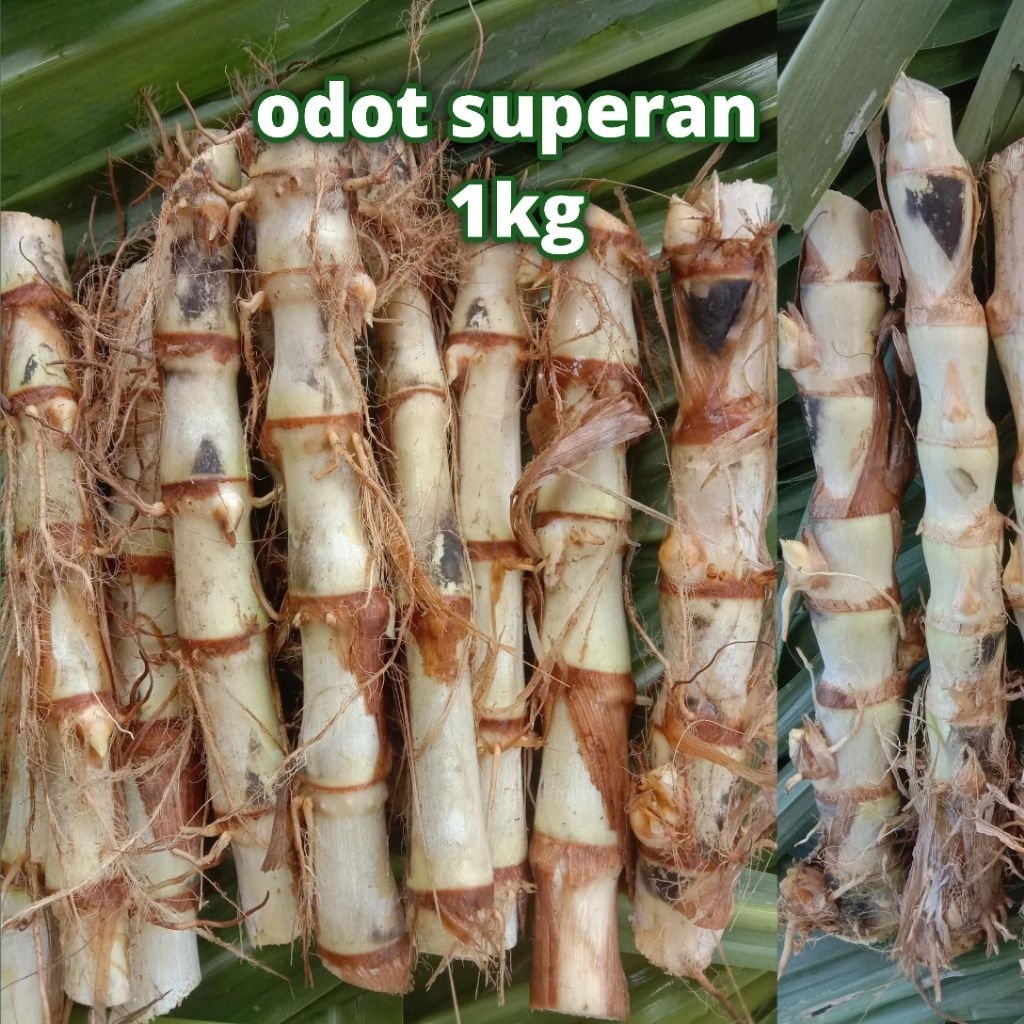 Bibit Rumput Odot Superan 1kg / Bibit Rumput Odot Superan Pakan Ternak