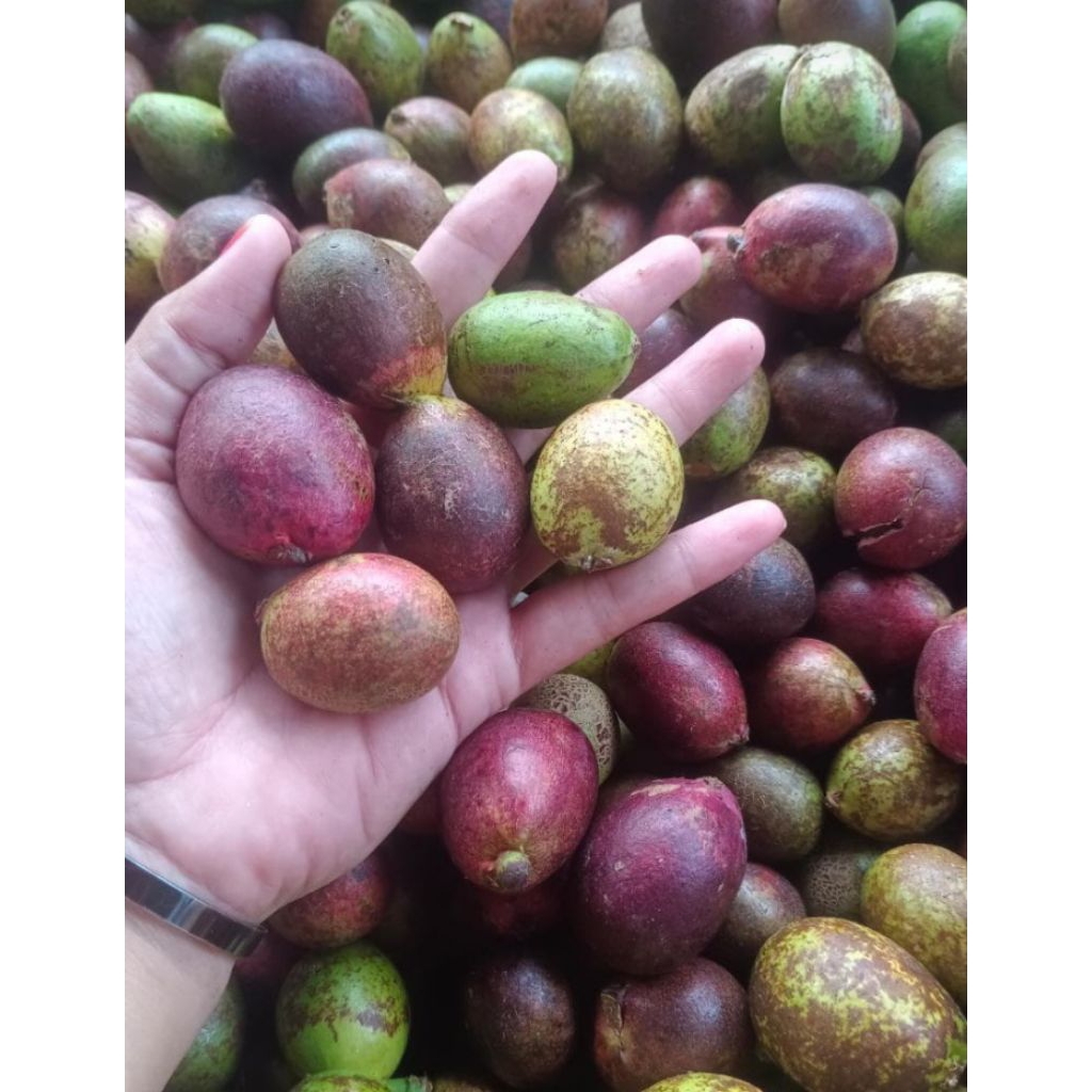 

Buah matoa fresh dan segar netto 1000gr