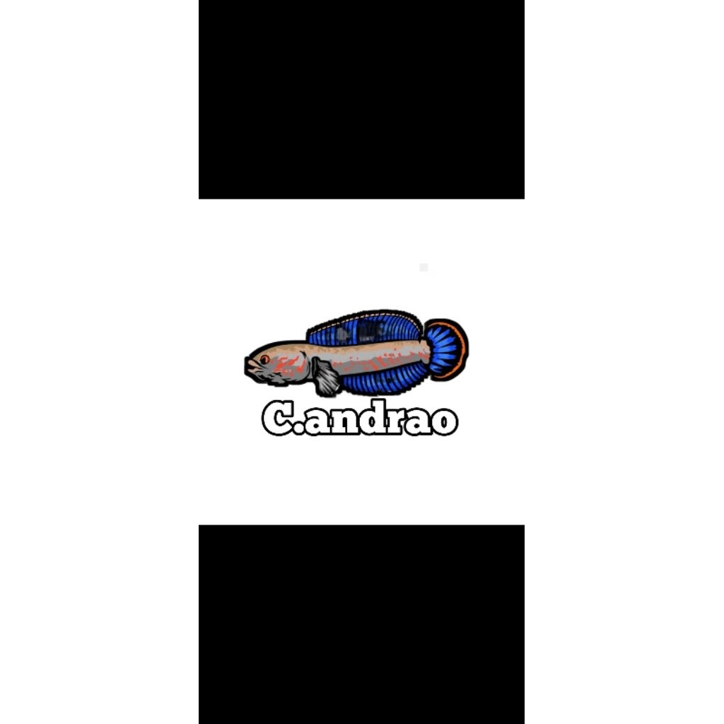 stiker chana andrao 4-5cm gondrong kualitas terjamin