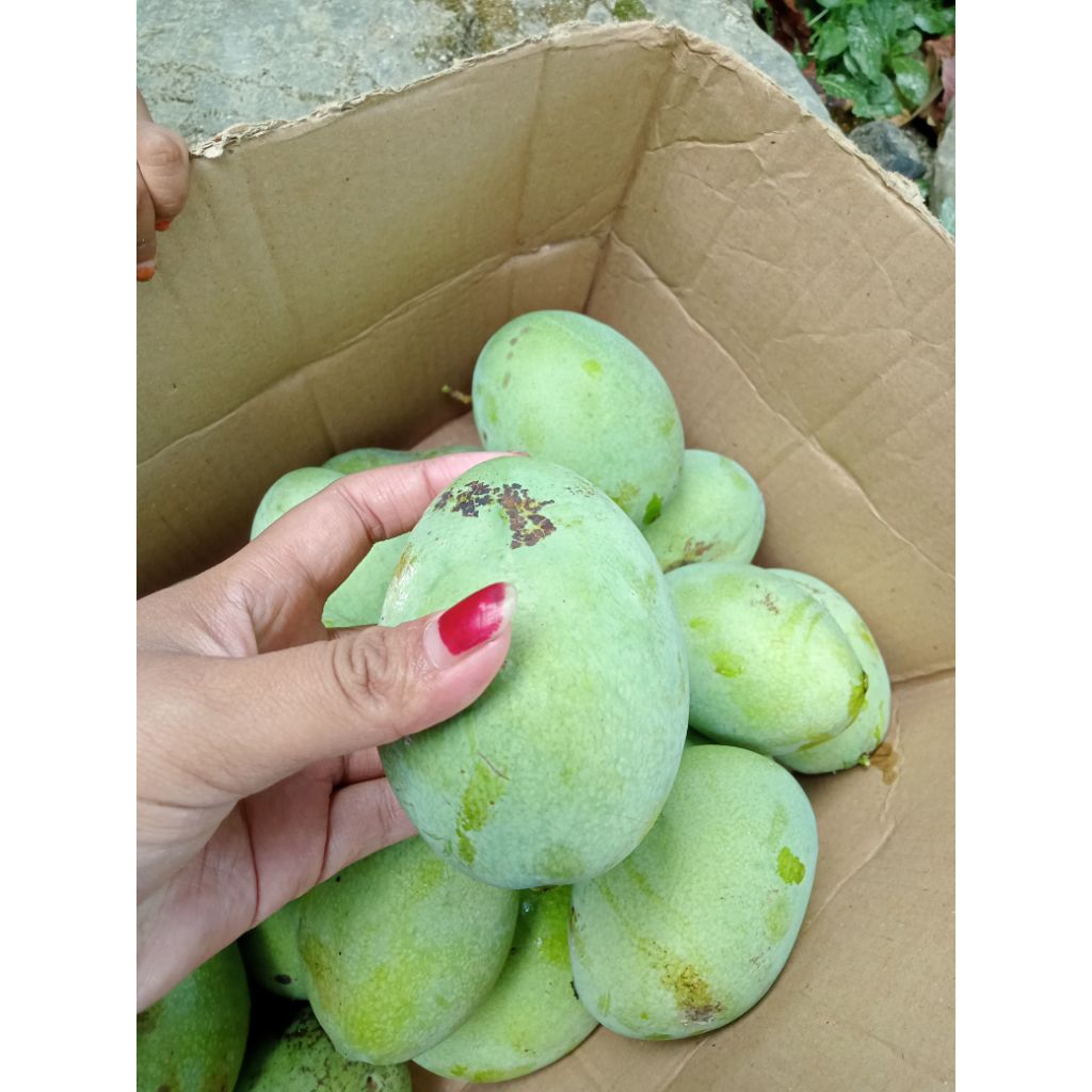 

mangga harum manis