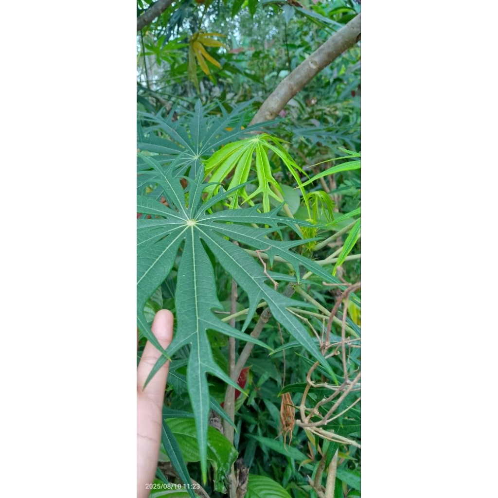 

daun betadin segar 5 lembar