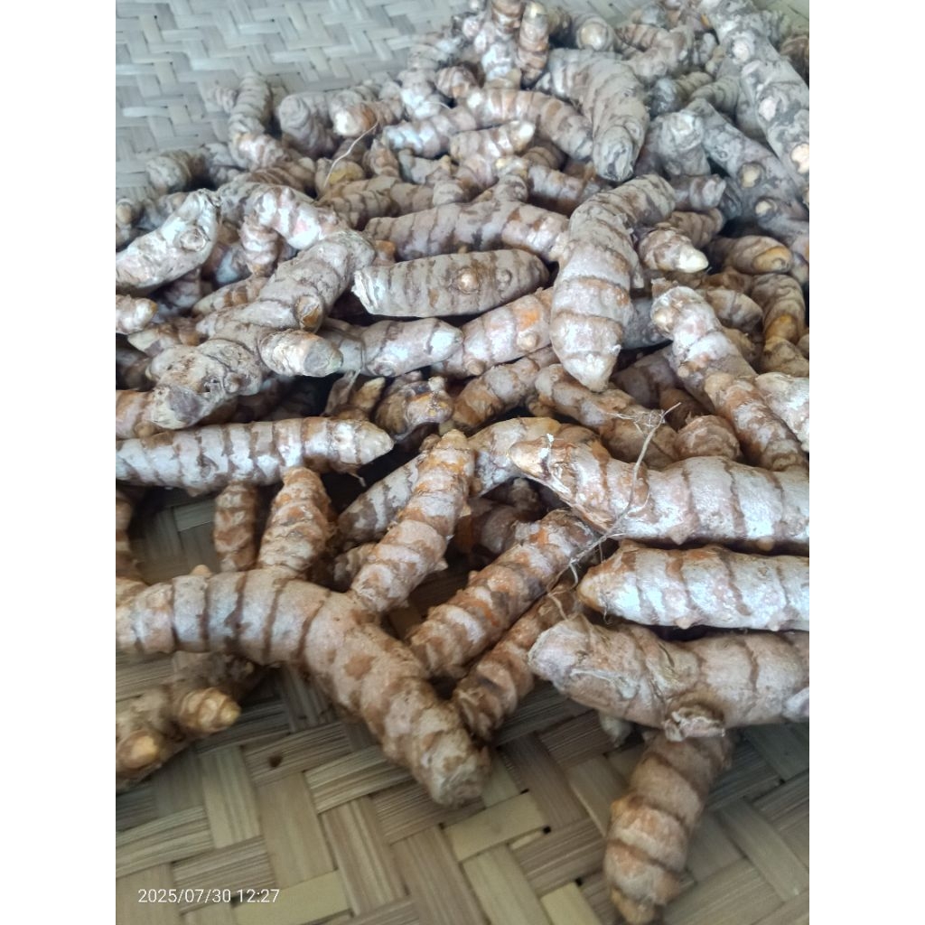 

Kunyit fresh 1kg panen jika ada pesanan