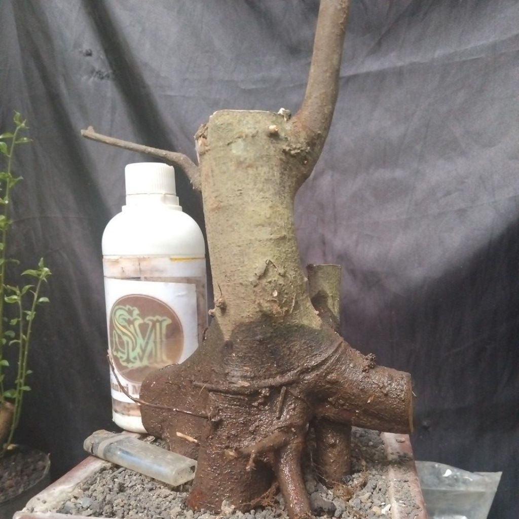 Bahan Bonsai Amplas Hitam Dongkelan Gaya Formal Medium Size Real Pick, The Maxx 30 cm