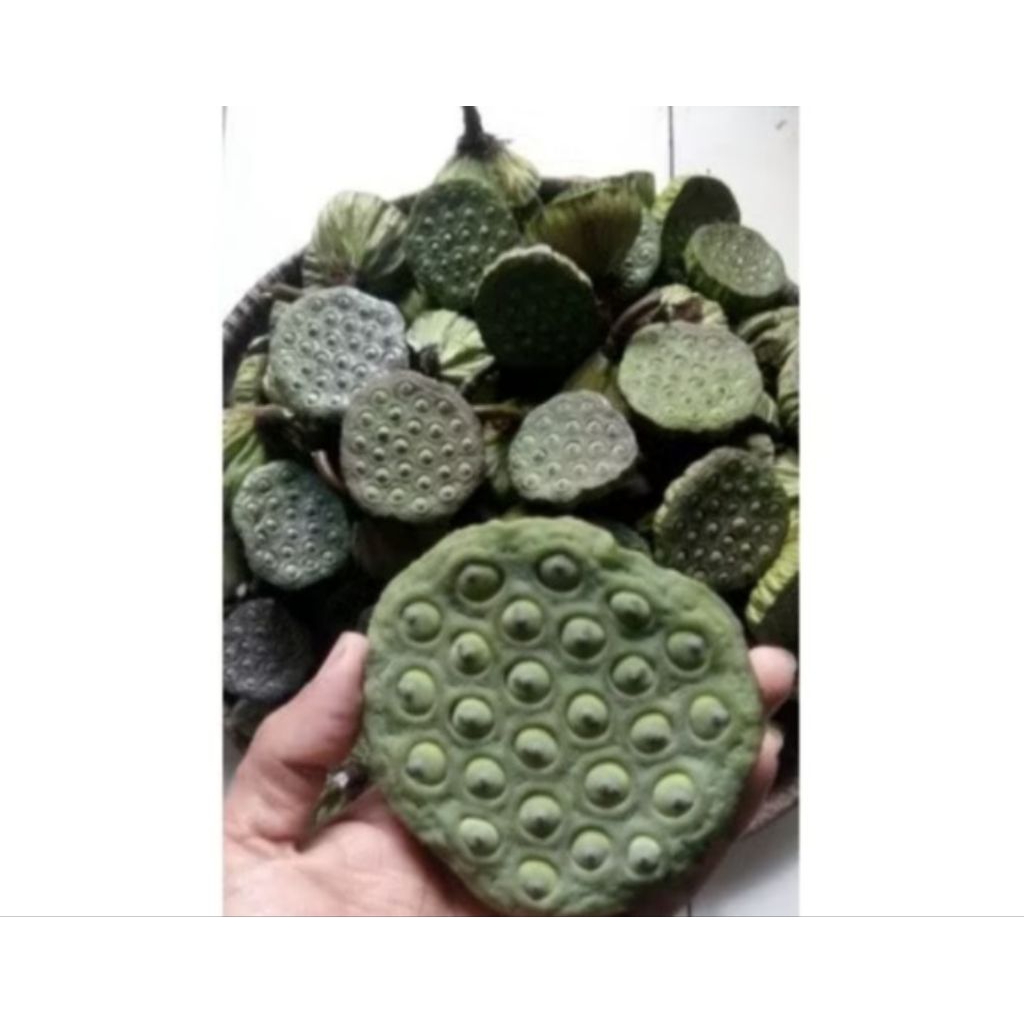 biji bunga teratai / lotus seeds / Lian Zhi segar super
1kg