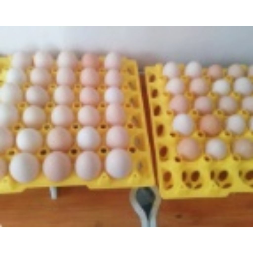 

TELUR ELBA ,KUB,PERTIL PRES