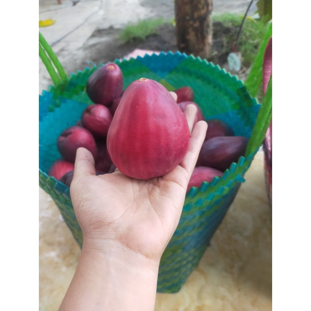 

Buah jambu darsono ½kg 17.000
