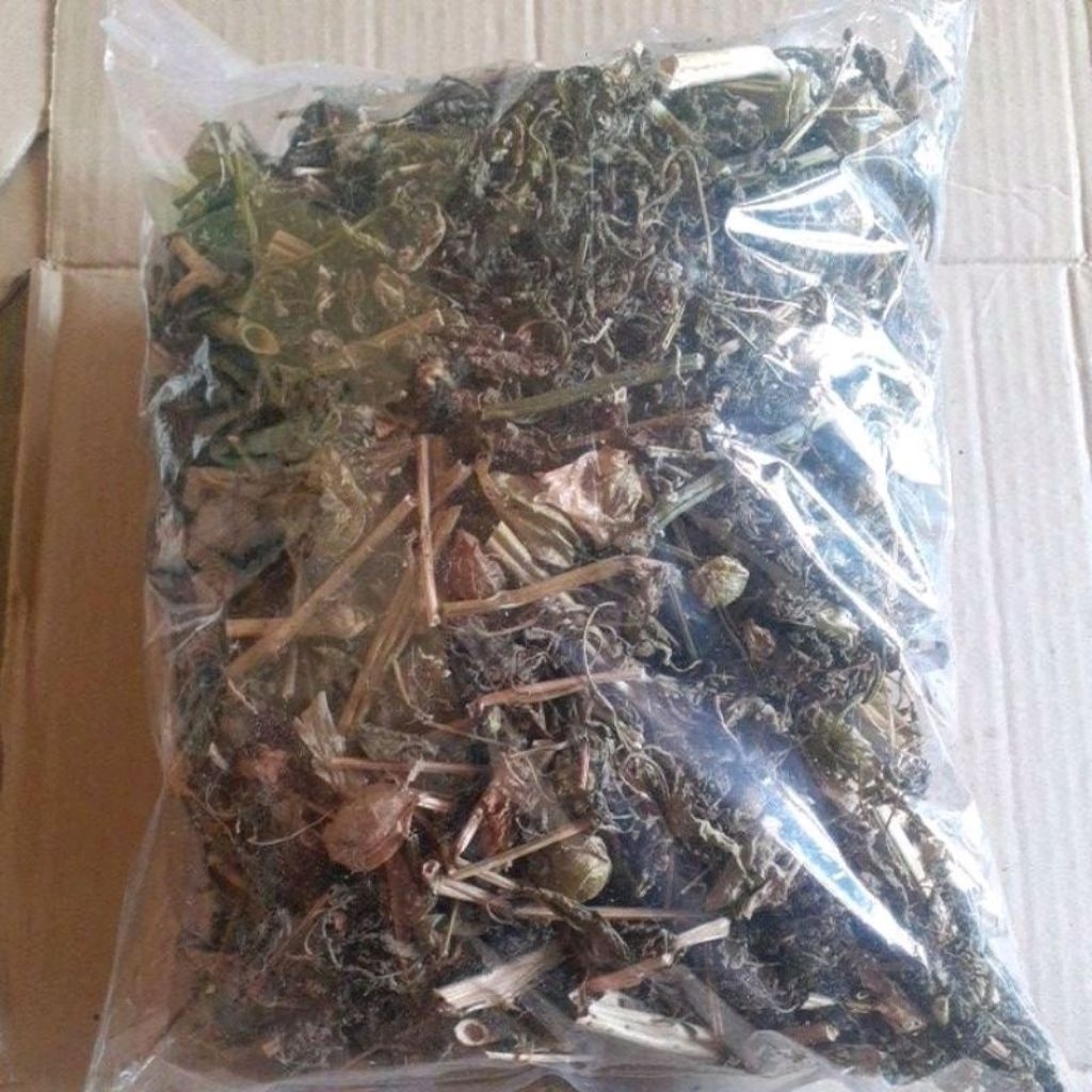 

Daun ciplukan kering Original 250 Gram / Daun ciplukan kering herbal / daun herbal cecendet kering ( Daun,Batang,akar )