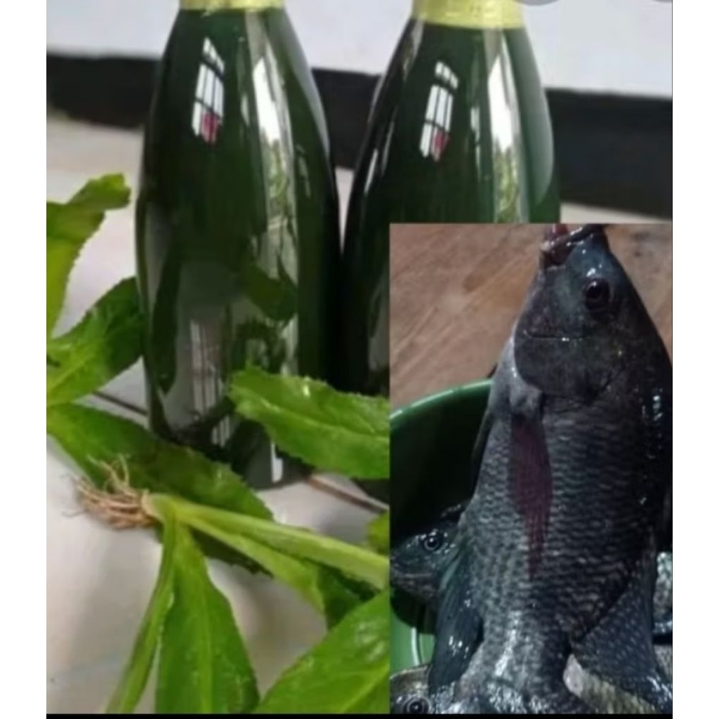 Esen daun walang sangit walang geni murni 100% tanfa bahan campuran 350 mili
