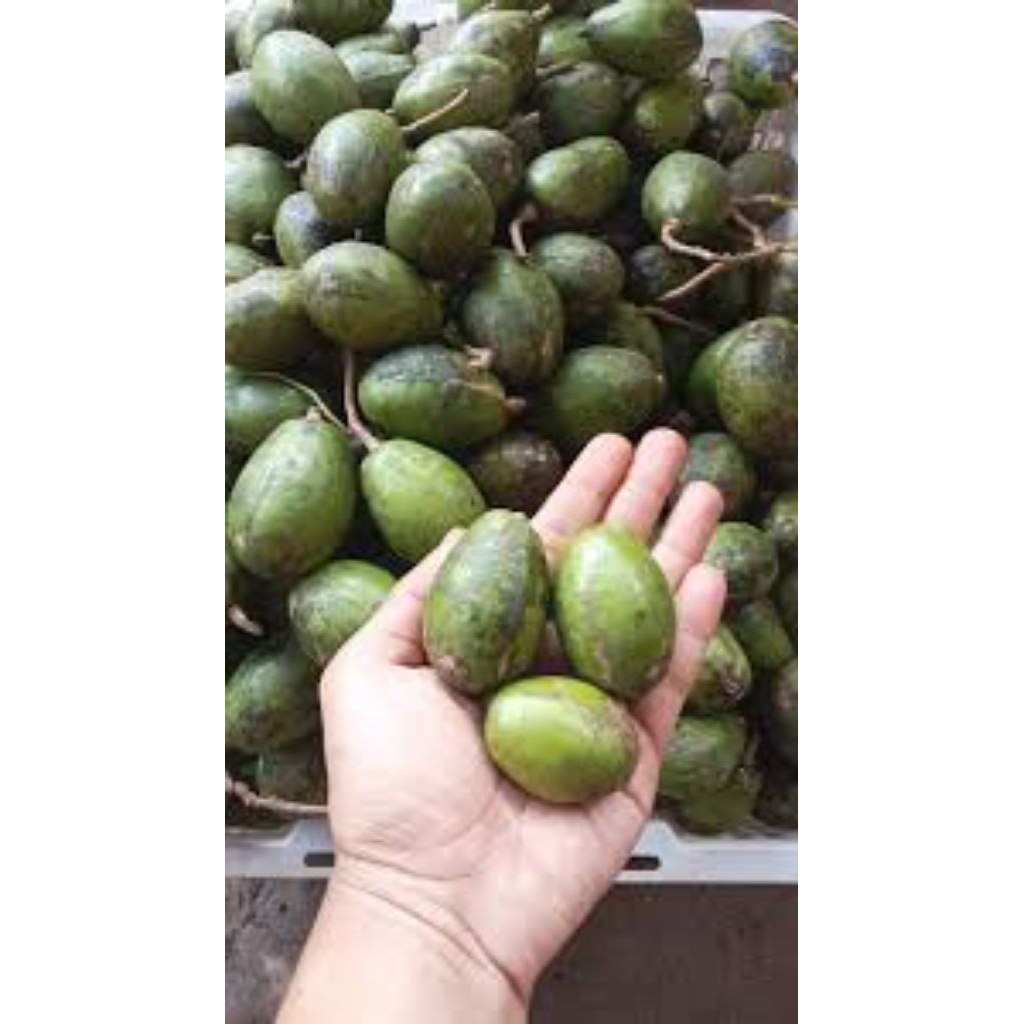 

Kedondong Rujak 500gr [ dipanen saat mau dikemas ]