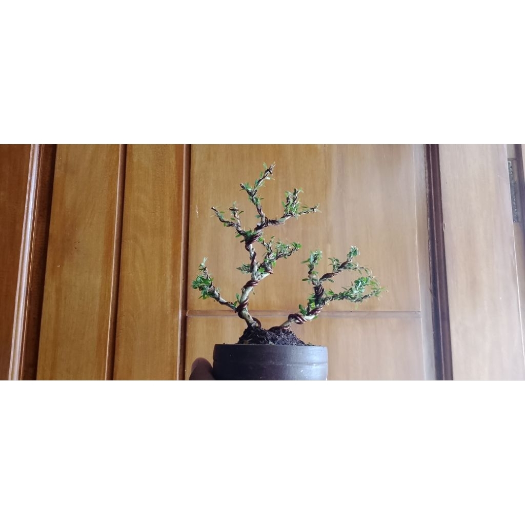 bonsai Saeng simbur micro vietnam