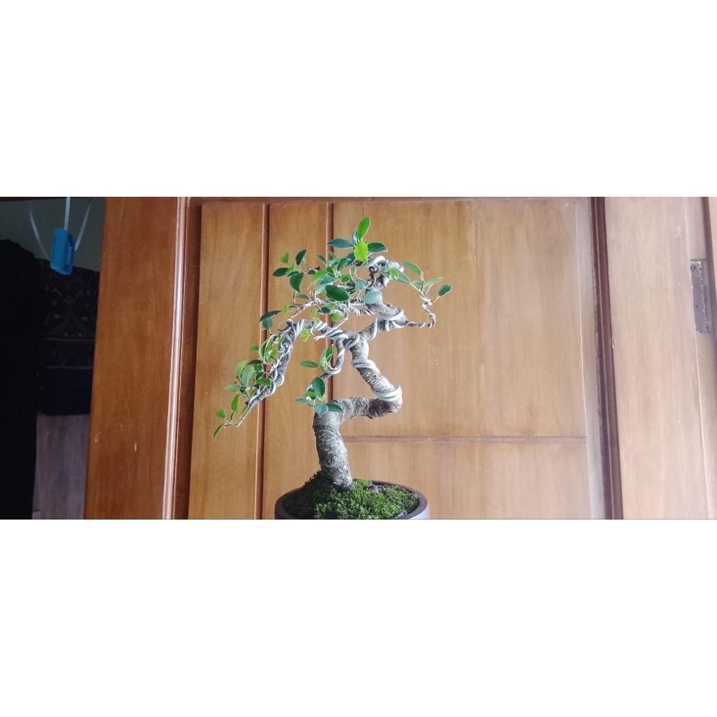 bonsai beringin kimeng siap pajang