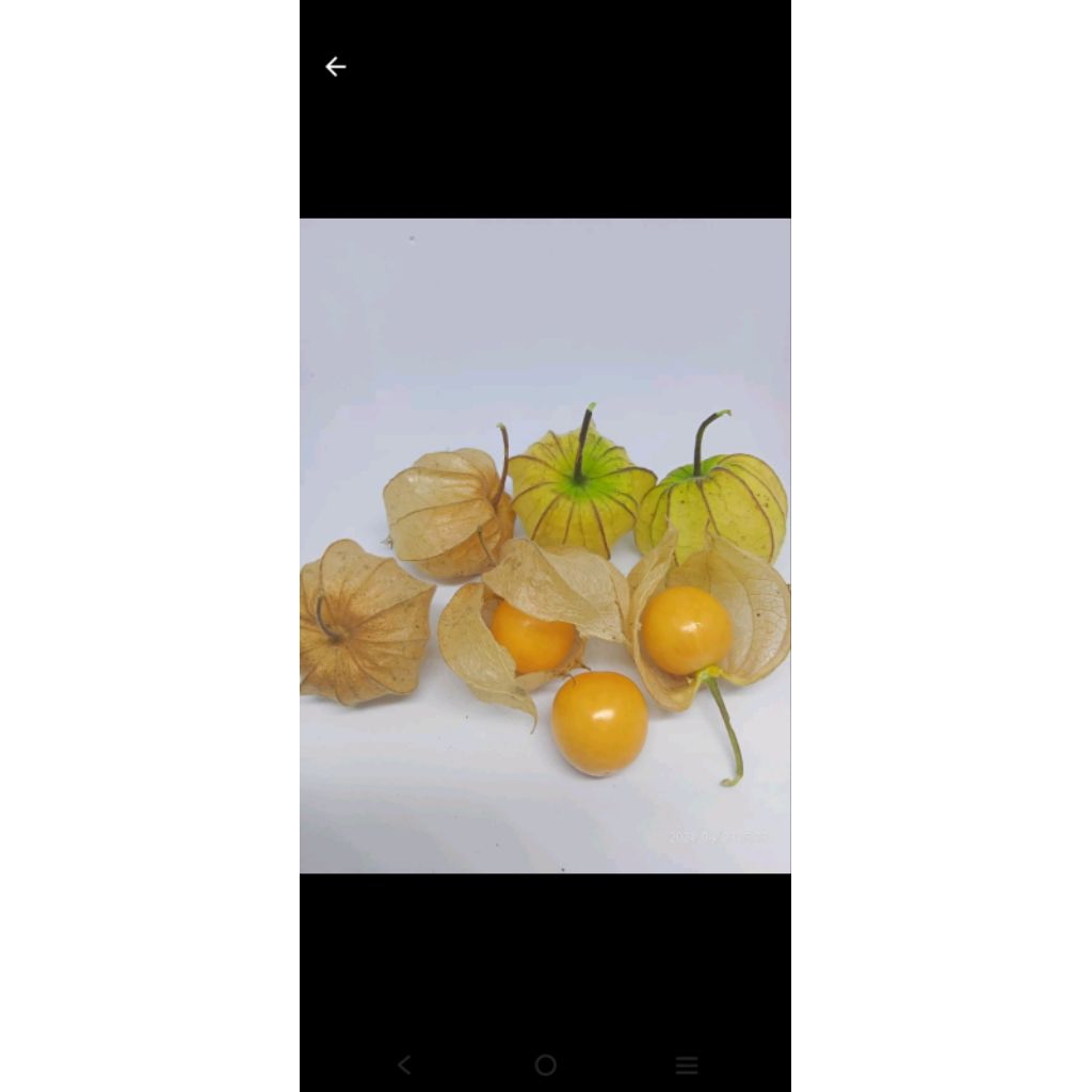 golden berry/ciplukan/cecendetan