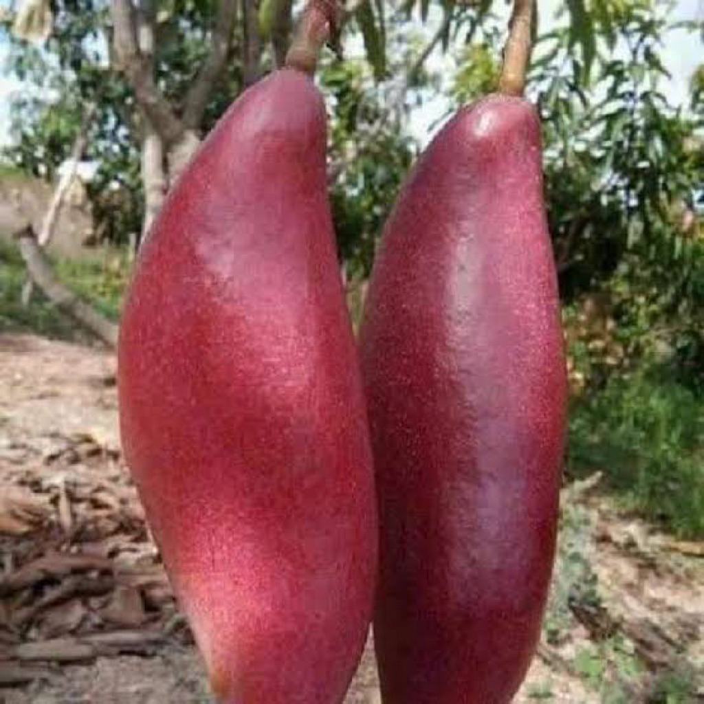 

INDUKAN MANGGA RED IVORY BERBUNGA LEBAT