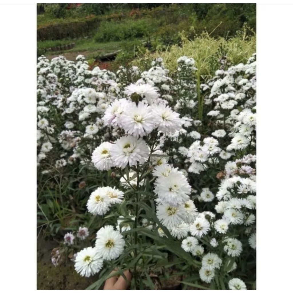 Pikok putih /mahrit putih