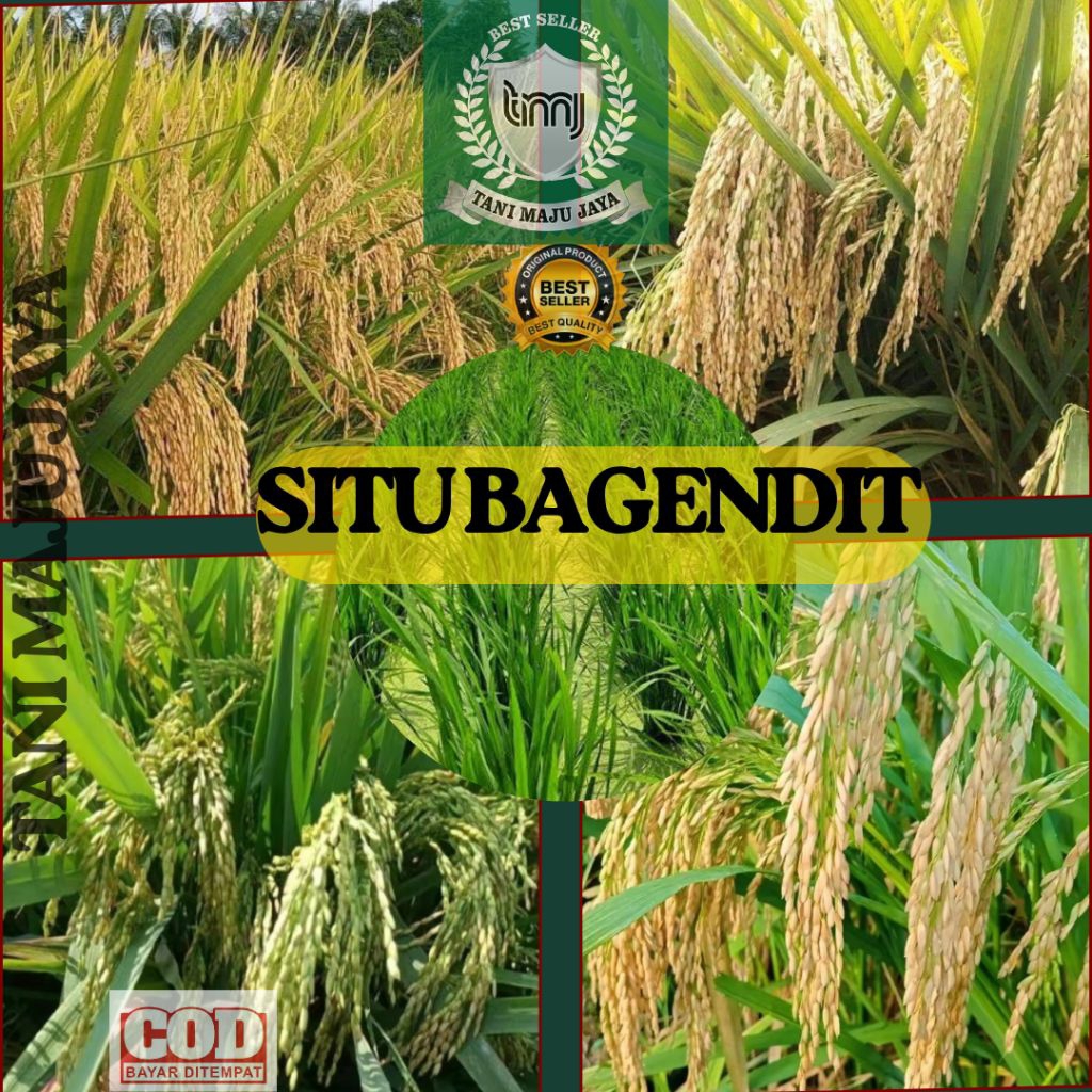 BIBIT PADI BENIH PADI UNGGUL VARIETAS SITU BAGENDIT KEMASAN 5 KG