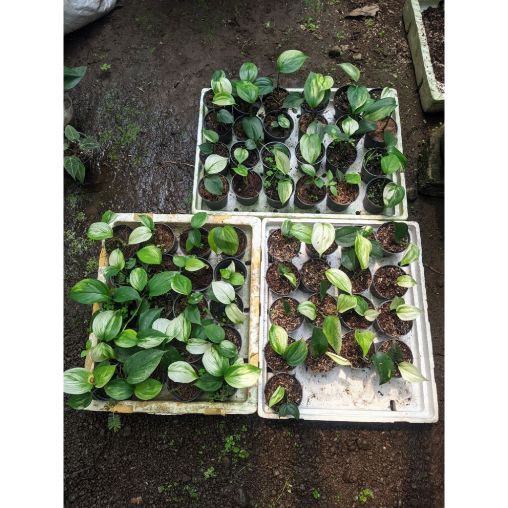 scindapsus white monster variegata