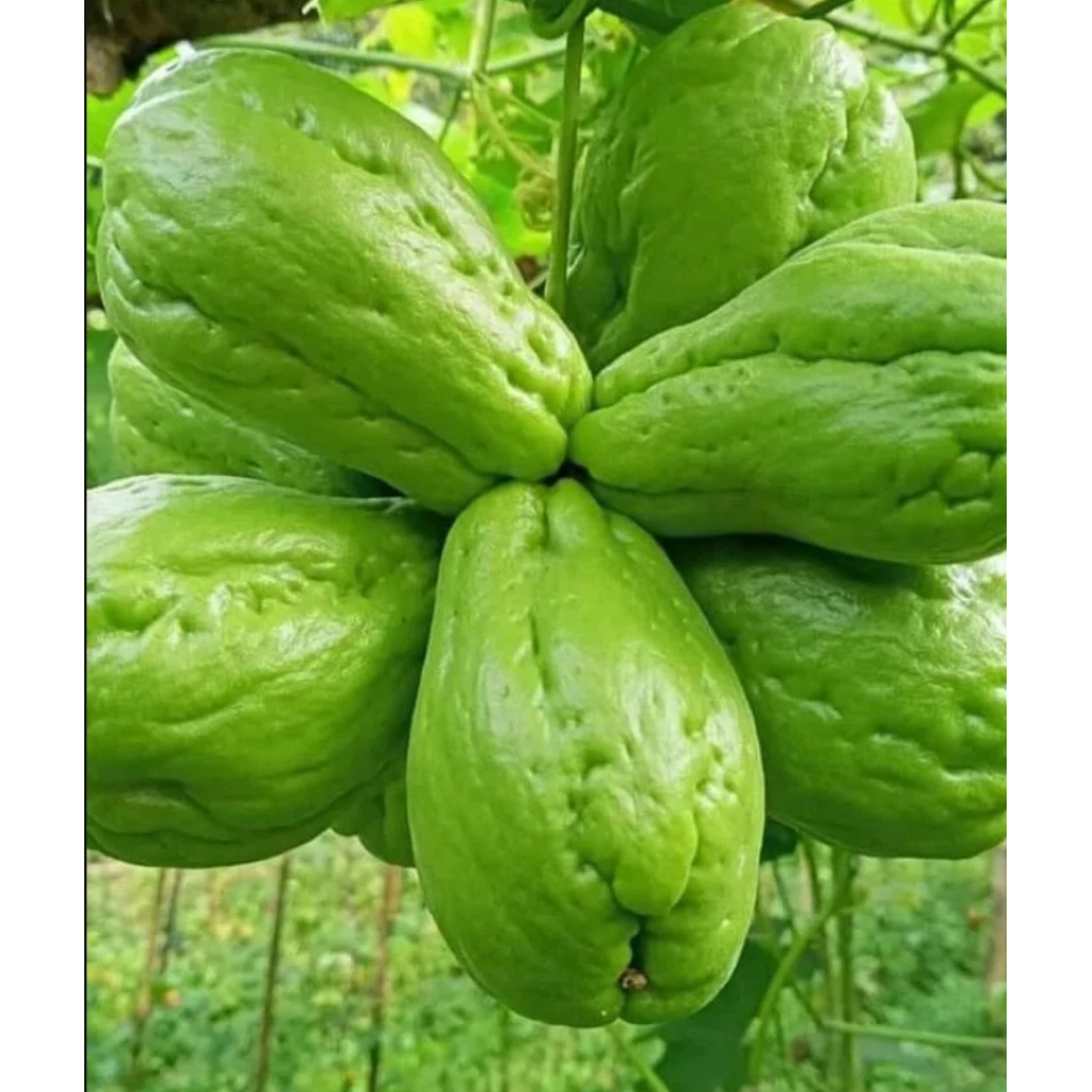 

Labur Siam/Waluh Siam Segar 500gr