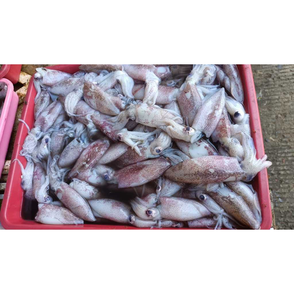 

Cumi Air Tawar / Cumi Tinta Hitam Fresh ukuran kecil-sedang