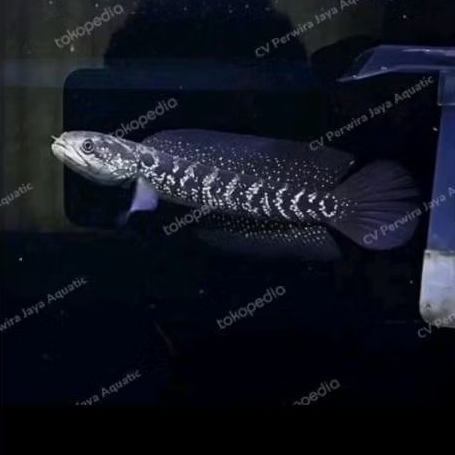 Channa Asiatica Ws 7-8Cm Good Quality Hiasan Aquarium