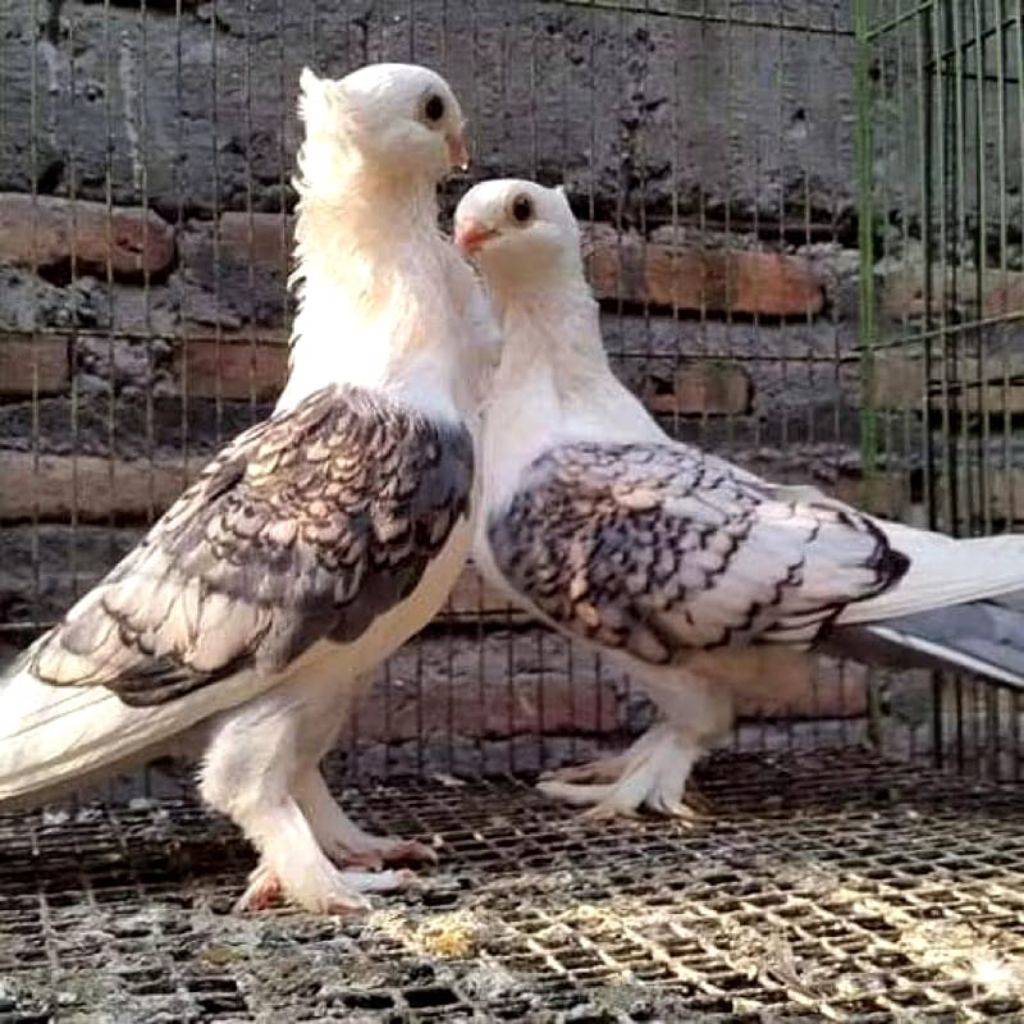 Burung Merpati Hias Santinet Tersedia jantan, betina, Pasangsn