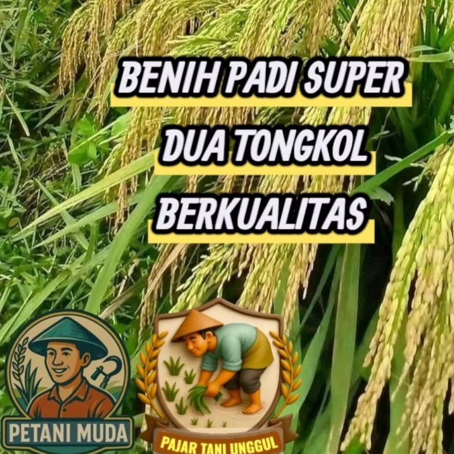 Benih padi Super unggul 2tongkol  jumbo padi berkualitas berbobot 20Kg