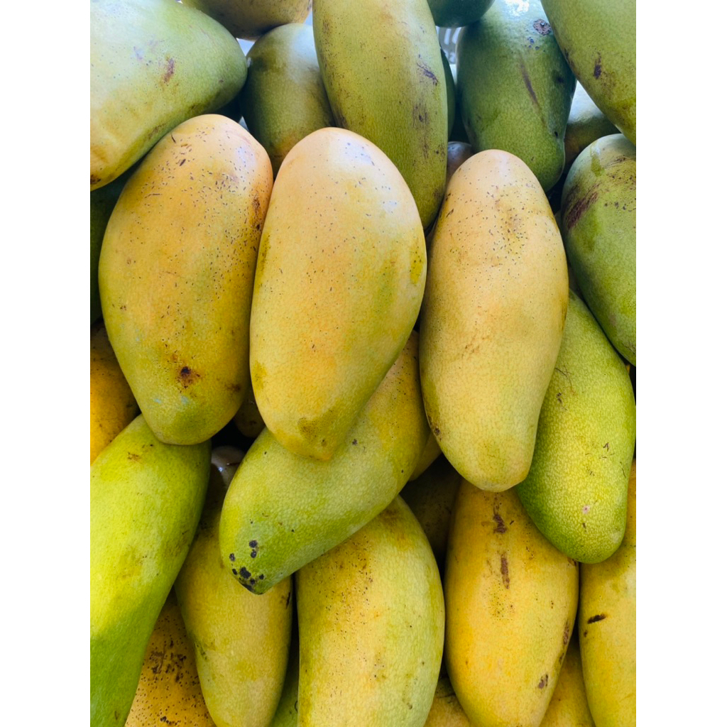 

Mangga golek manis matang - mangga golek matang fresh 1 kg