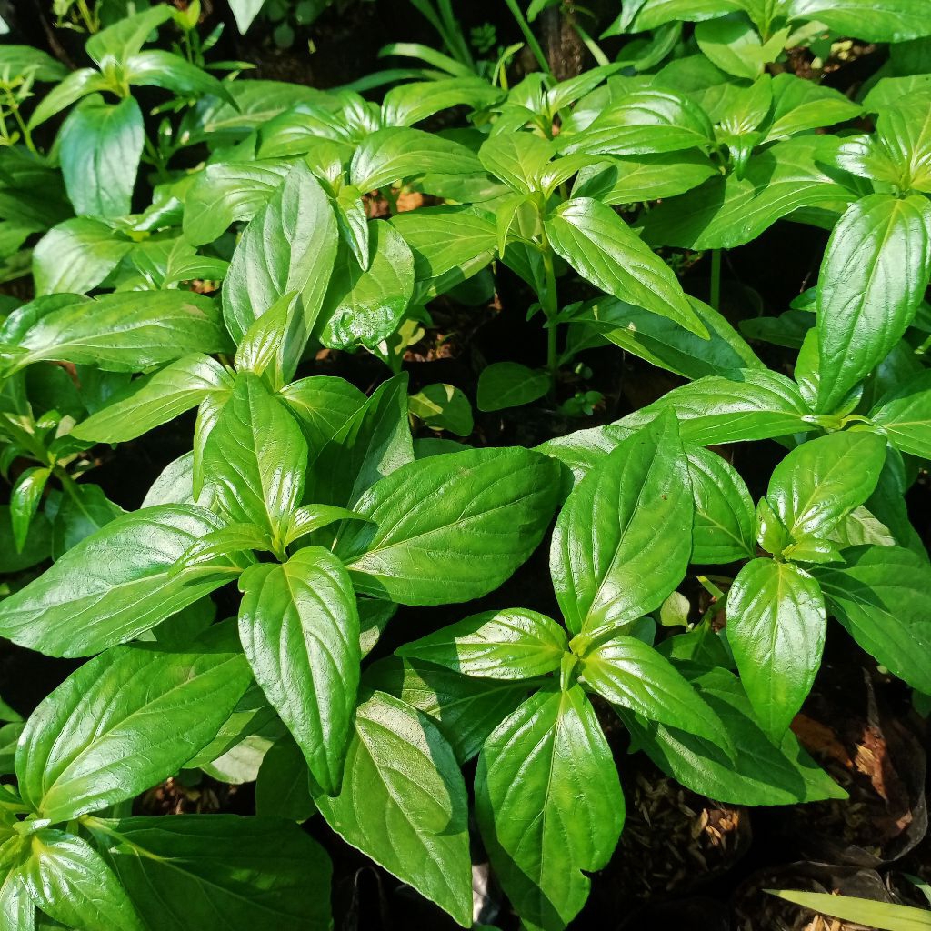 SAMBILOTO bibit.sambiloto herbal.Daun sambiloto.sambiloto kering.daun sambiloto pahit tapi berkhasia