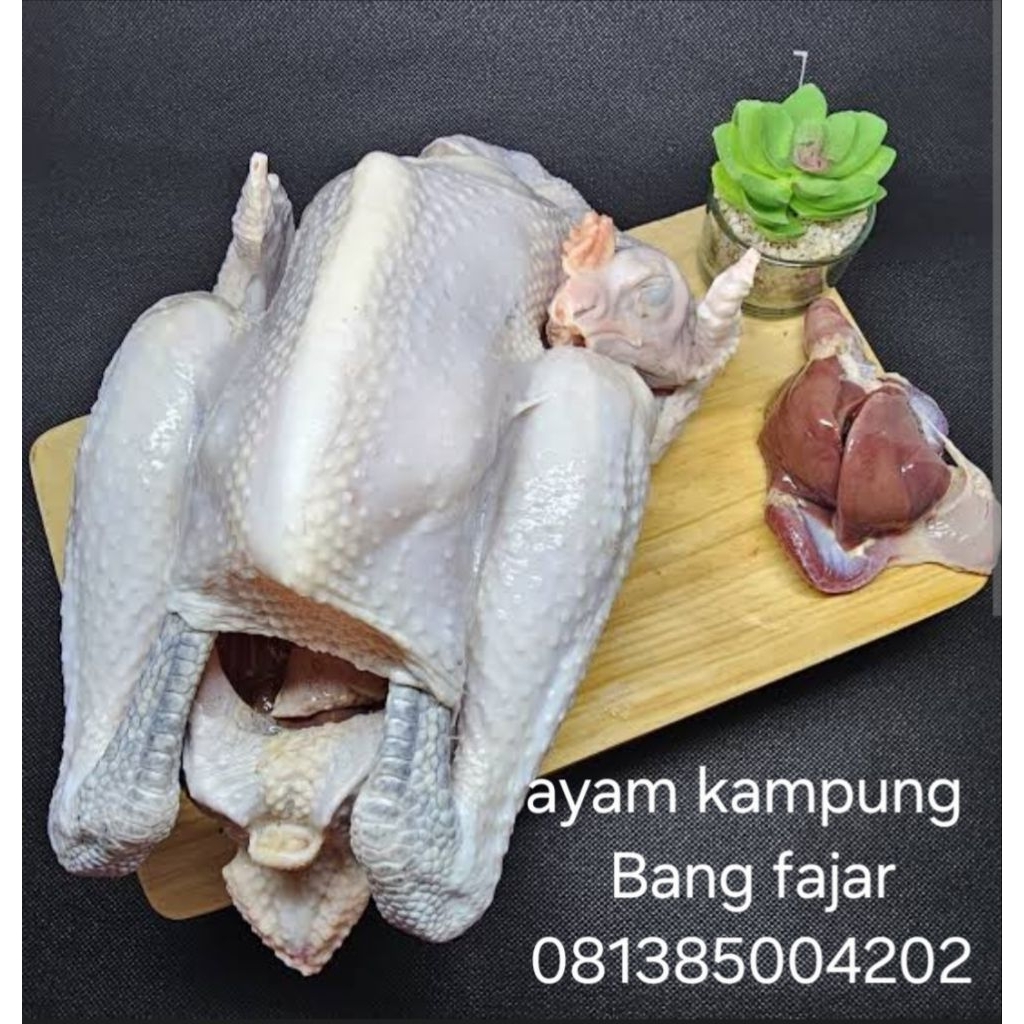 

Ayam kampung segar