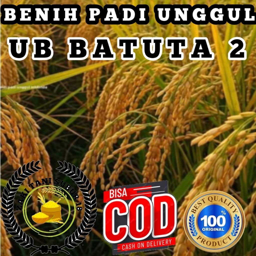 BENIH BIBIT PADI UB2 BATUTA TERBAIK KUALITASNYA KEMASAN 1KG