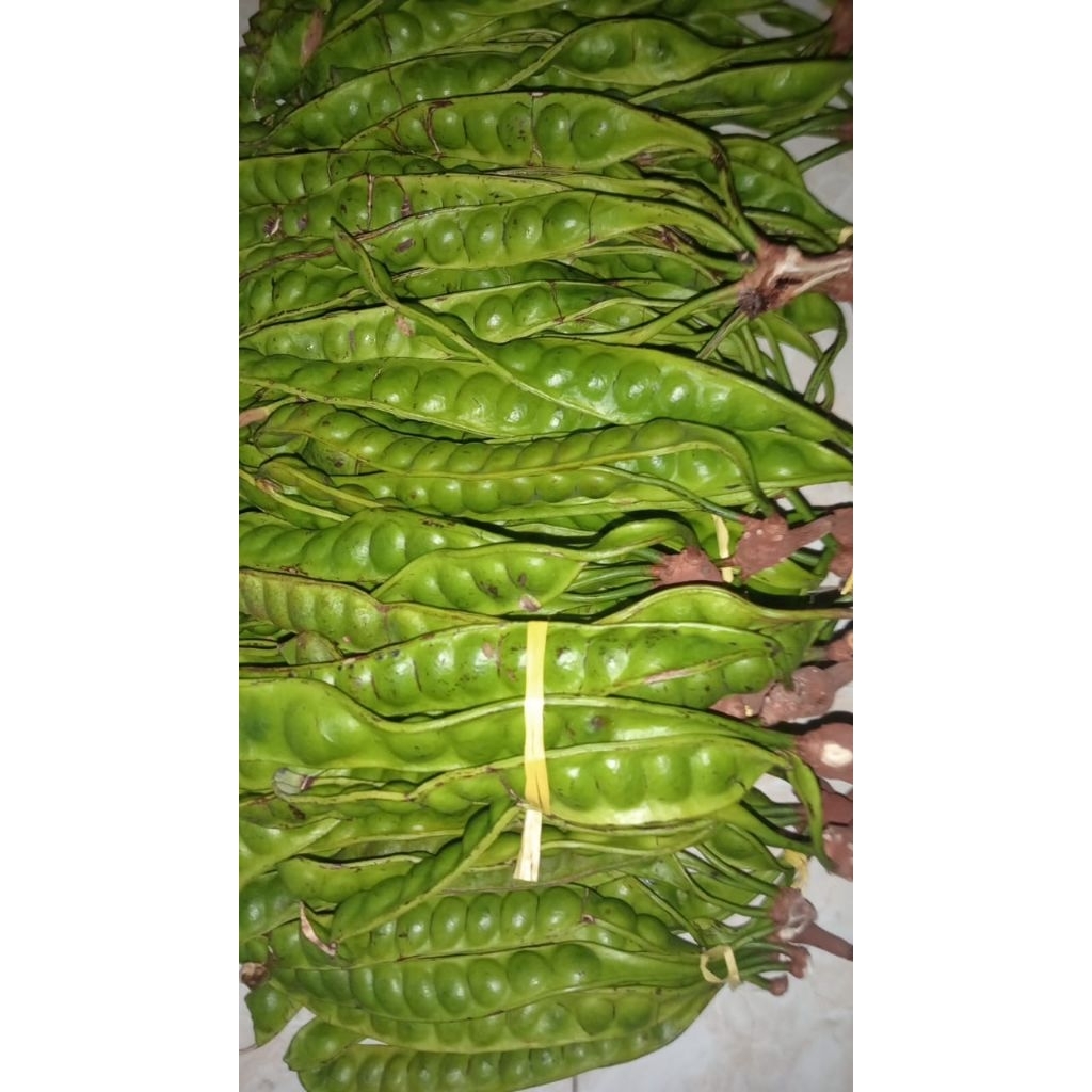 

petai fresh dari petani jumbo