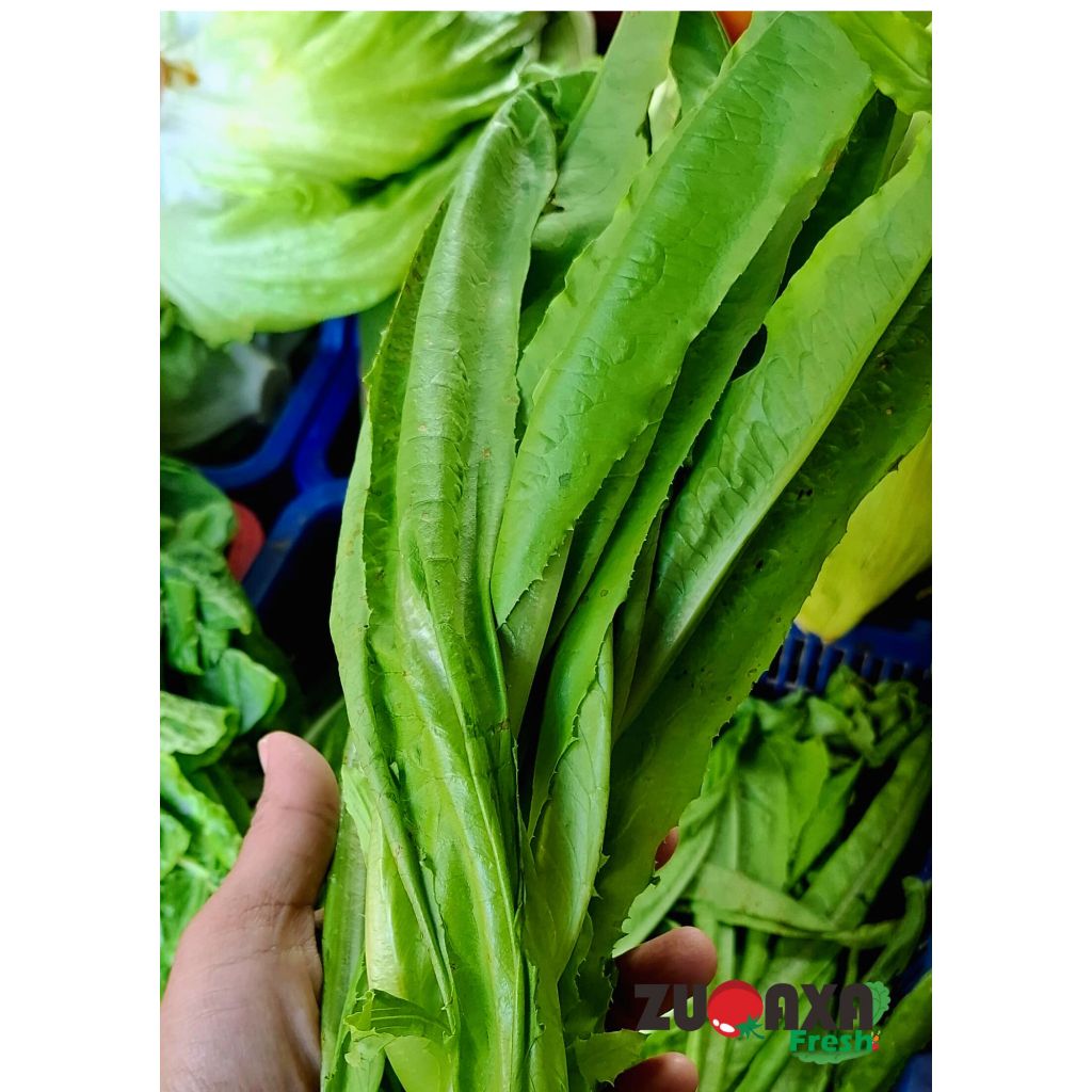 

Sayur Siomak / Selada Keris / Selada wangi / Selada cina / Chinese lettuce 250gr / 500gr / 1kg