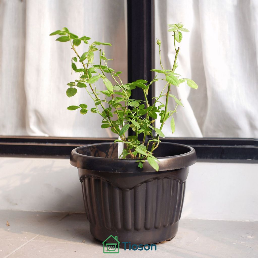Pot Tulip Plastik – Pot Tanaman Hias & Bunga, Kokoh dan Ringan