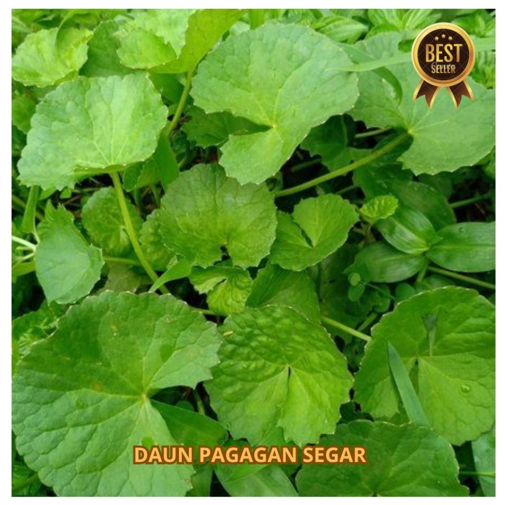 

Daun Pagagan Segar 250gram-Daun Antanan Segar