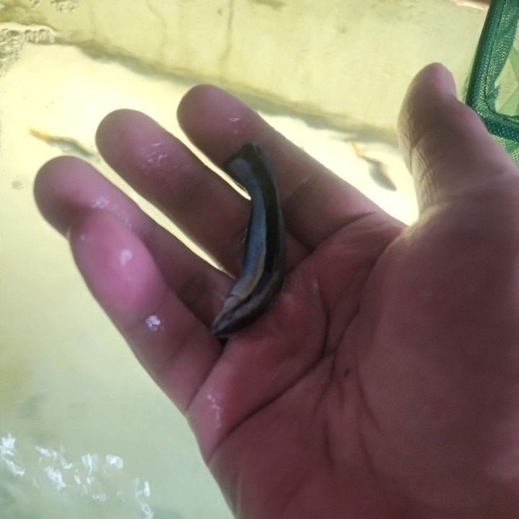 ikan hias air laut dokter B