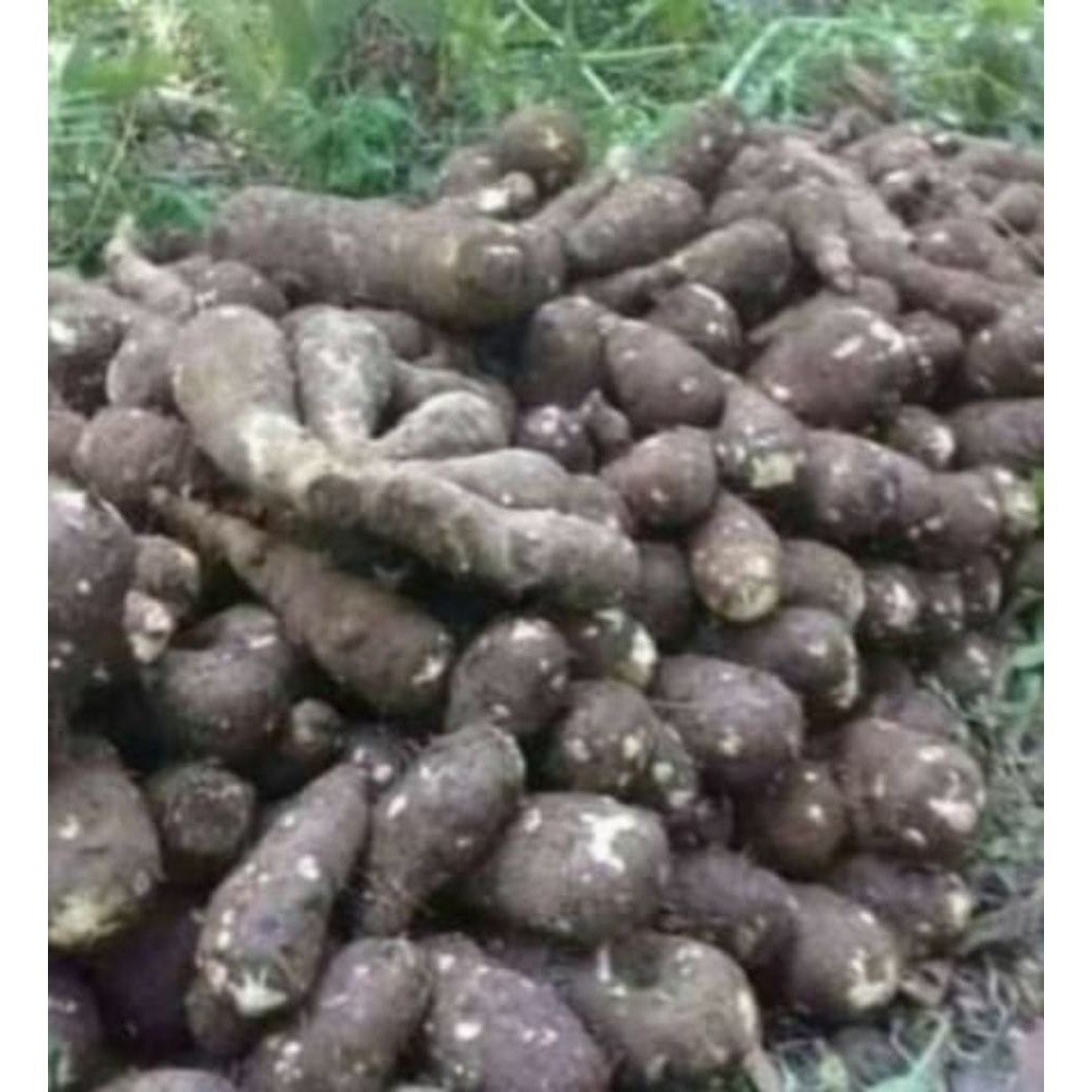 

Talas Belitung kimpul tua pulen ukuran besar 1kg supr fresh herbal