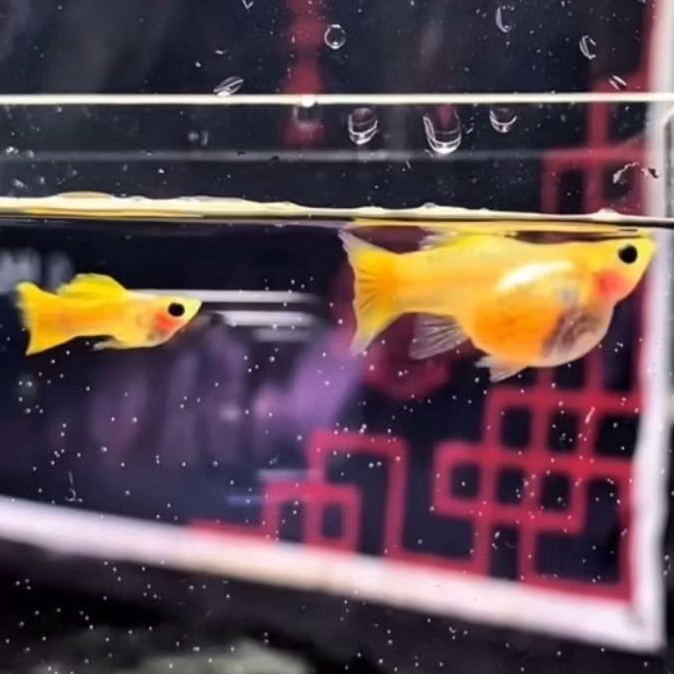 

Packing sterofoam yellow glasbelly sb