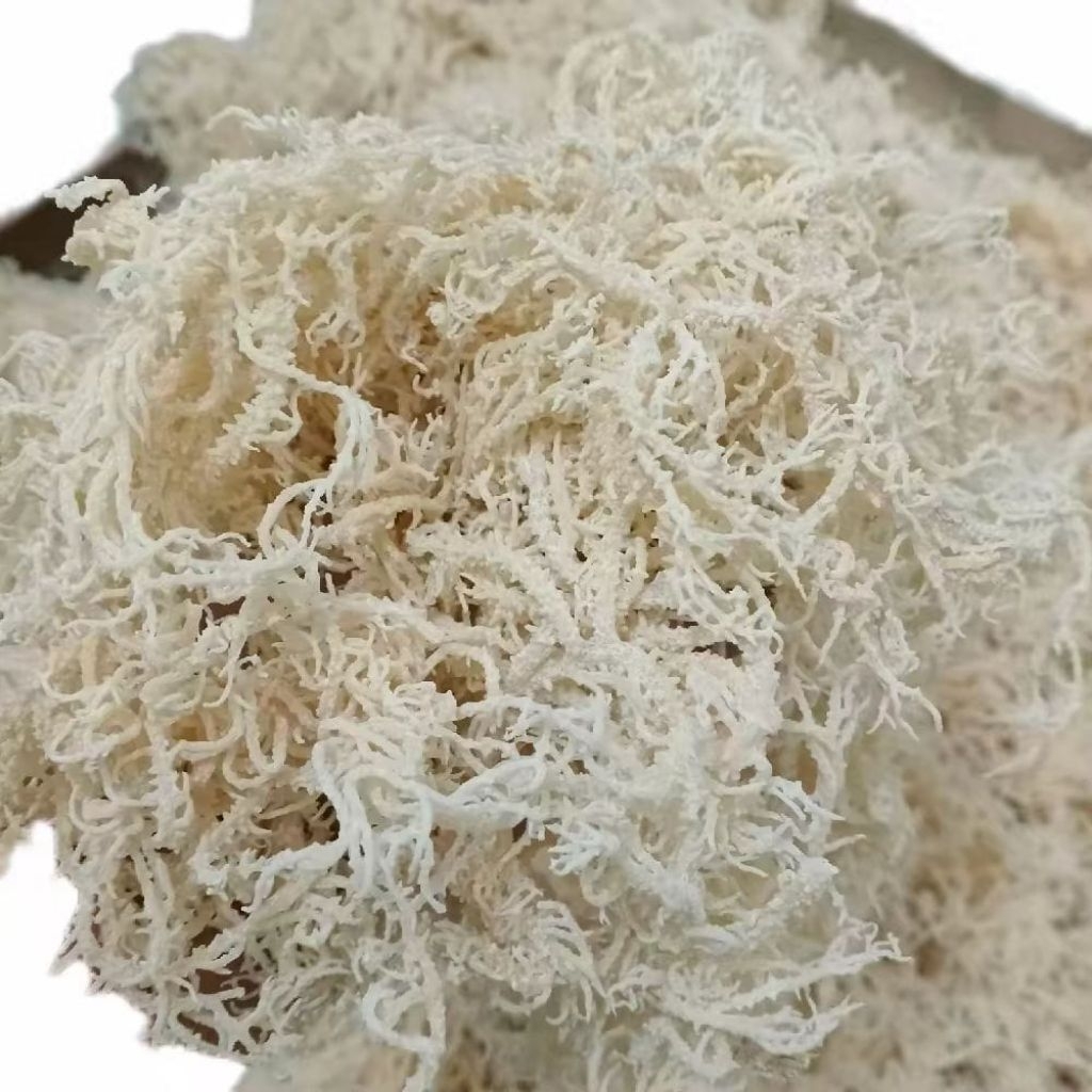 

Rumput Laut Kering Untuk Agar Agar Es Teler Dan Es Campur 6Kg