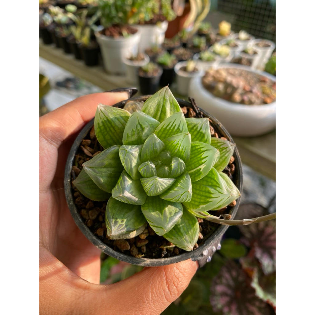haworthia obtusa hanabi