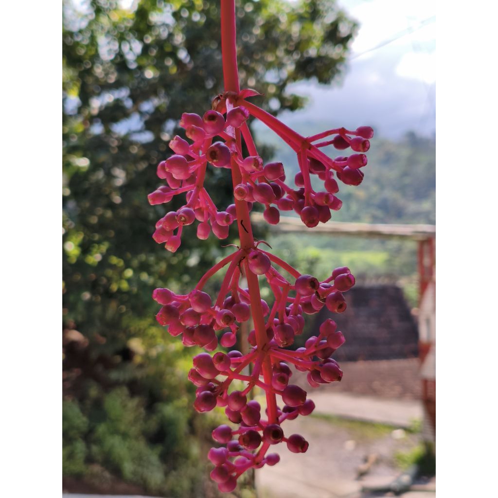 

100 Gram Parijoto Gunung Muria – Buah Langka Kaya Antioksidan, Cocok untuk Kesehatan Wanita