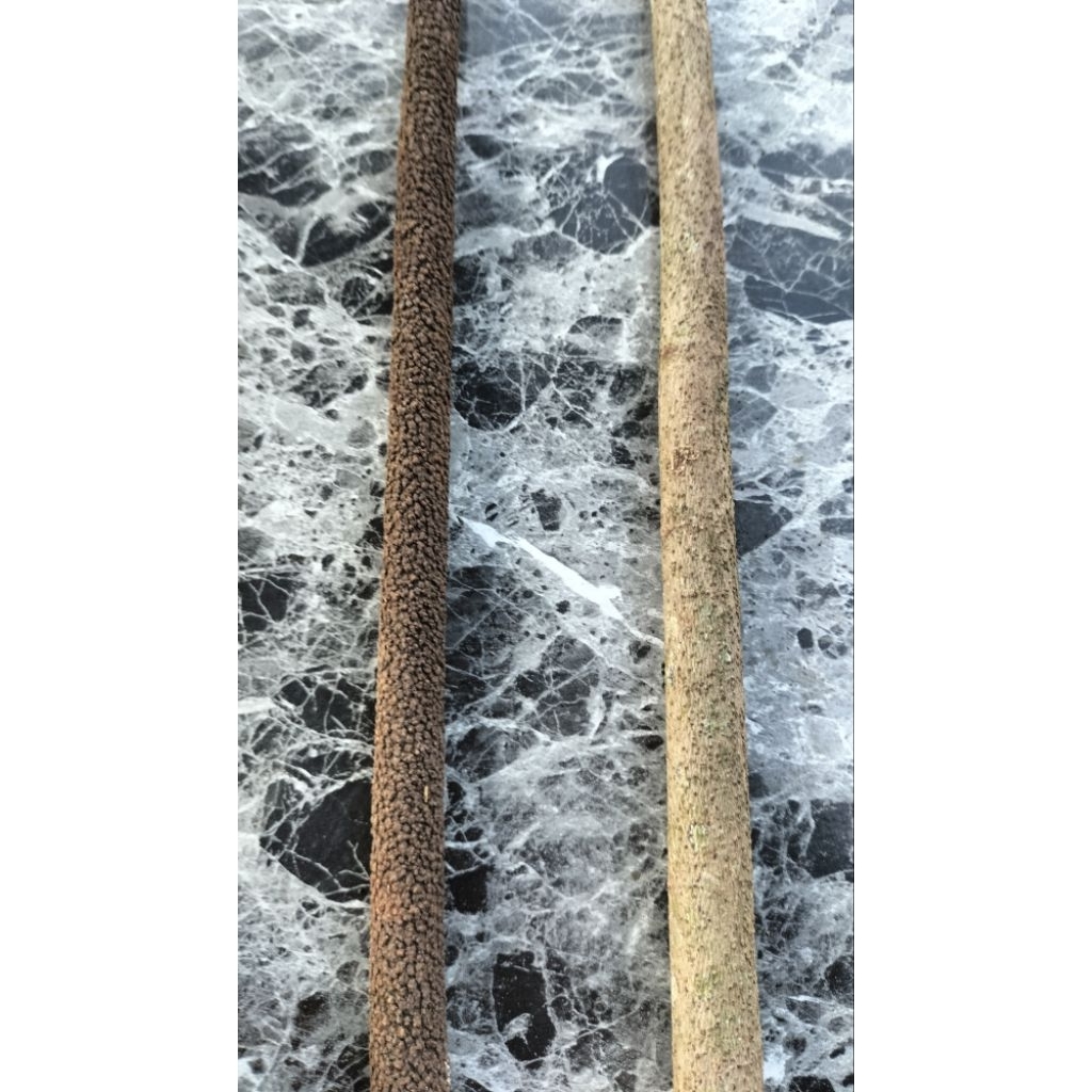 tangkringan murai asem bali grade A panjang +-63 cm