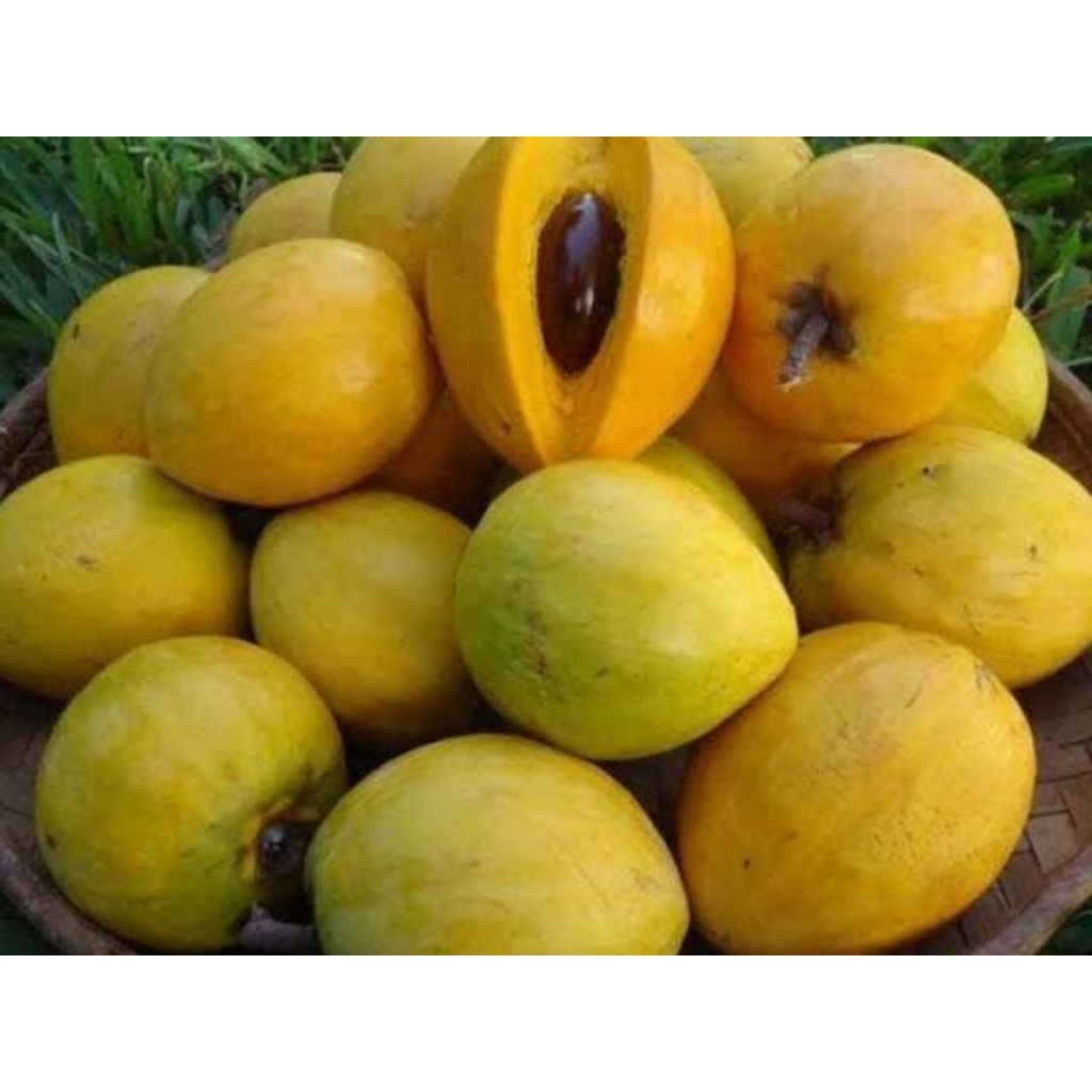 

Buah Alkesa Sawo Mentega 2 kg-Sawo Belanda-Sawo walanda