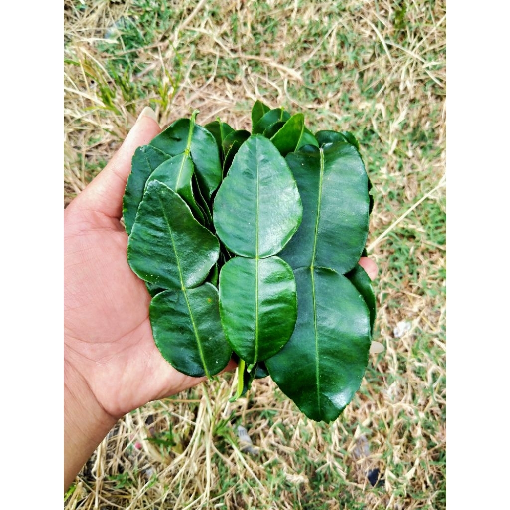 

Daut Jeruk Segar (Jeruk Purut) 25gram