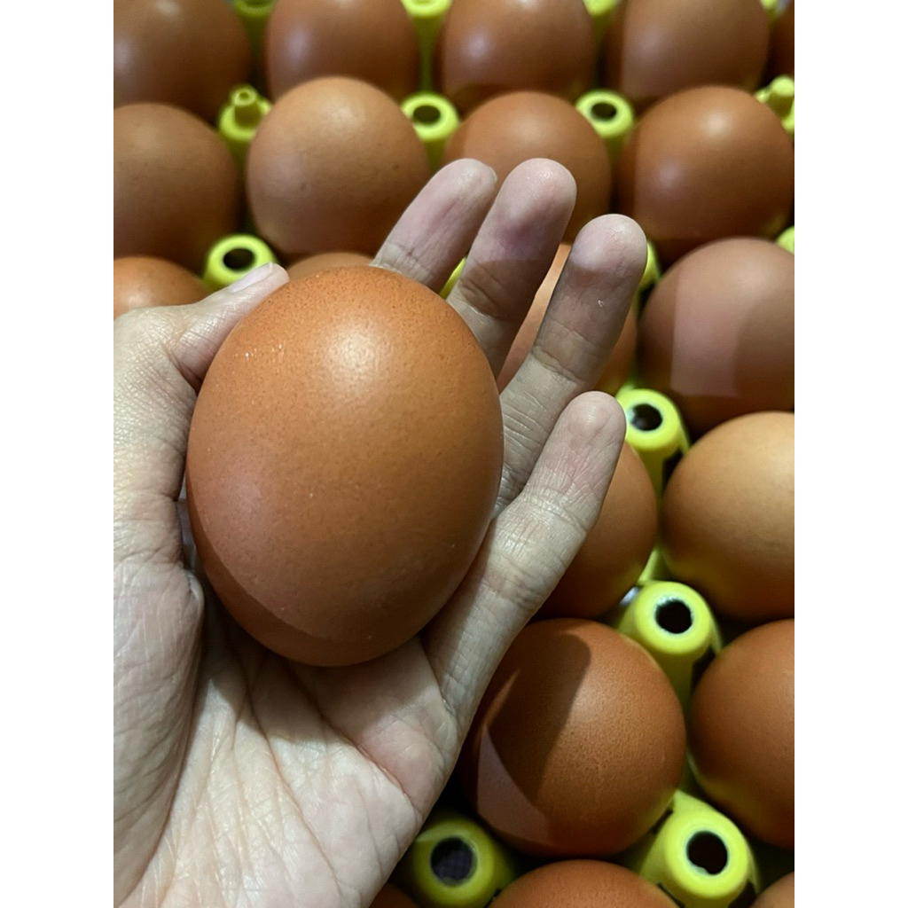 

[KIRIM INSTANT] Telor Omega 3 Premium Surabaya | Fresh-Bergizi-Teruji lab SIG