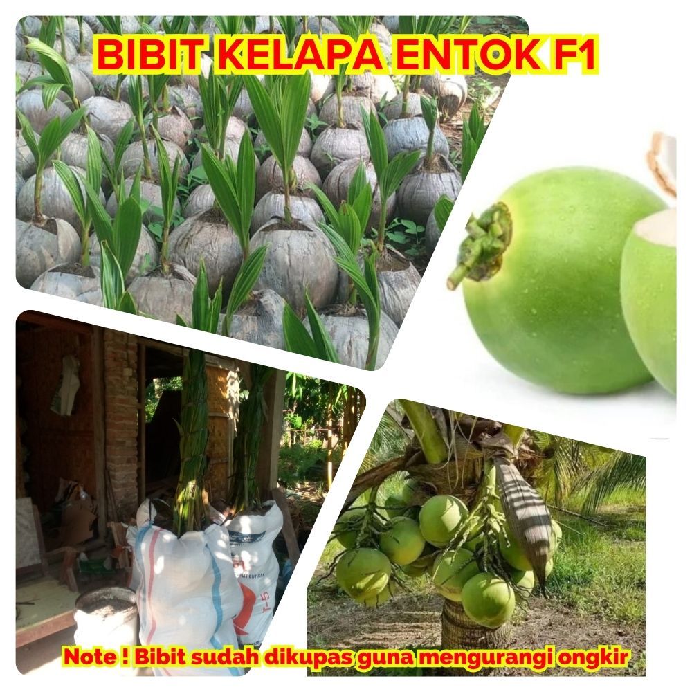 TERMURAH  Pusat Bibit Buah Kelapa Pendek Entok F1 Genjah, Bibit Buah Kelapa Pendek EntokF1 Genjah