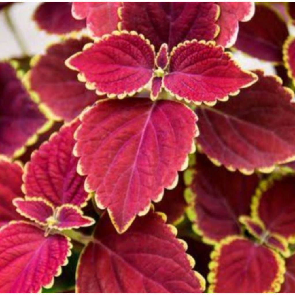 

Daun jawer kotok miana segar 50 helai (lembar) Dipetik ke adaan segar