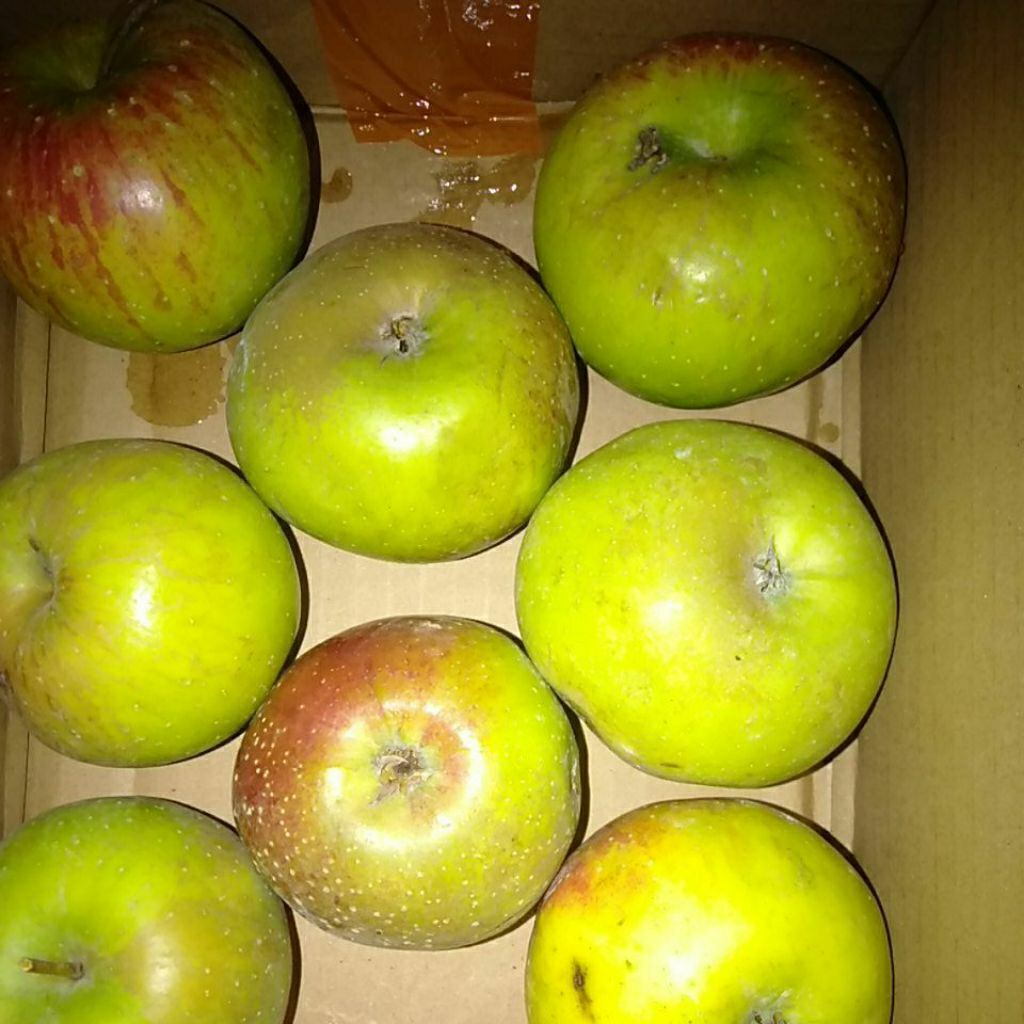 

Apple Rome Beauty kilogram segar